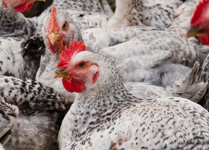 El 50% de los pollos que se comercializan en el Reino Unido están contaminados