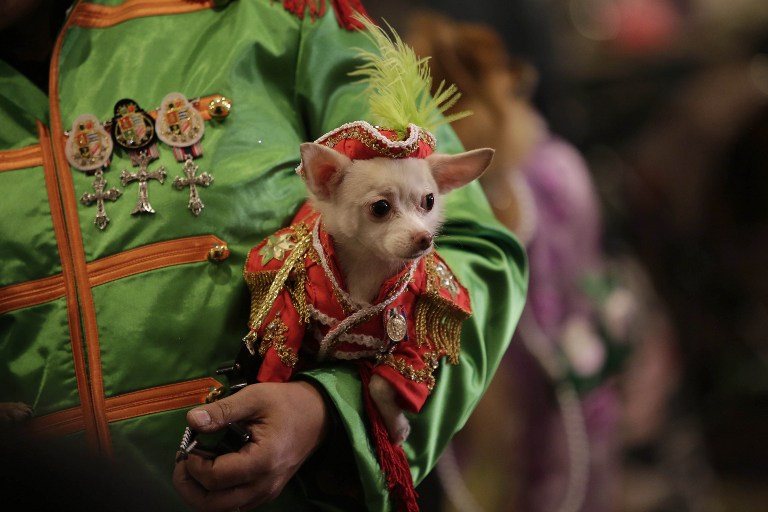 Las mascotas también tienen sus desfiles en la Fashion Week de Nueva York