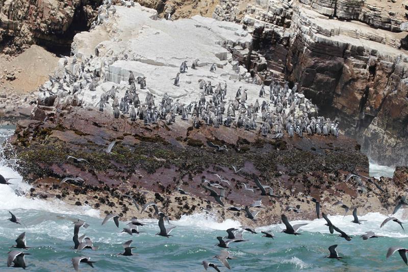 Nadar ante 7.000 lobos marinos es posible a solo 6 millas del puerto de Lima