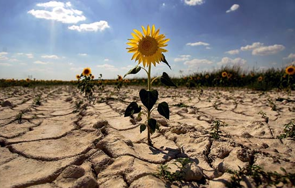 Cambio climático amenaza la seguridad alimentaria mundial, alertan científicos