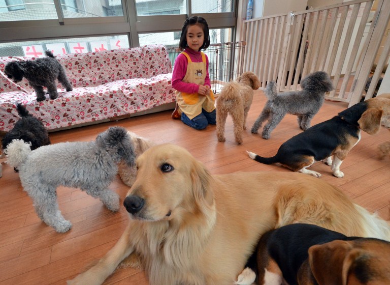 En Tokio los perros se alquilan por horas