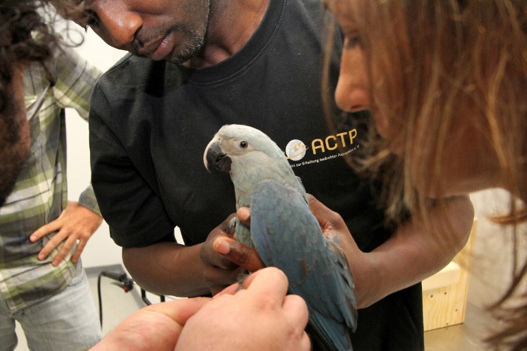 Dos guacamayos azules, una especie en extinción, llegan a Brasil desde Alemania