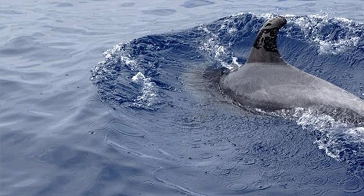 Delfín manchado de petróleo en Canarias