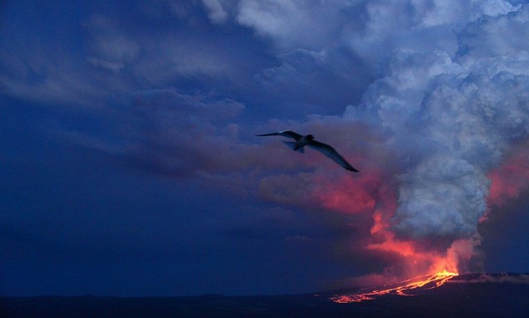 Violenta erupción volcánica en Galápagos no afectaría a las Iguanas rosadas