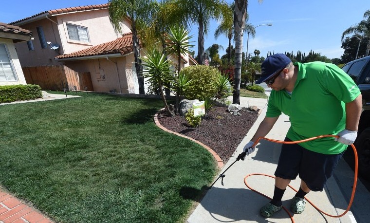 Pintar la hierba: nueva moda californiana para tener jardines verdes