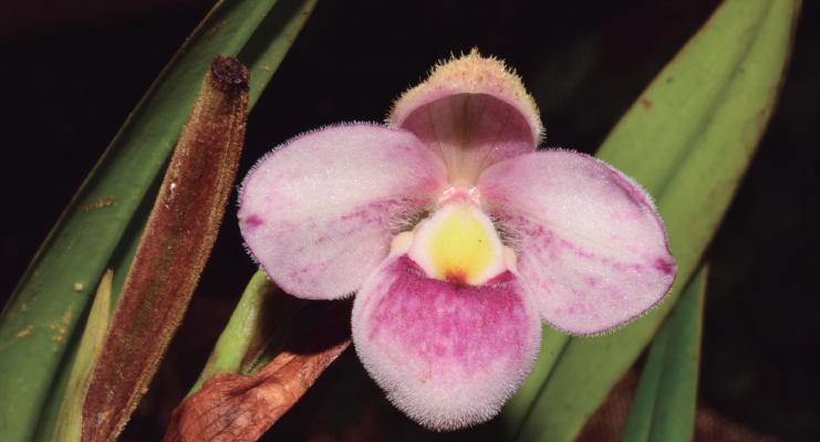 Colombia, país con mayor número de especies de orquídeas en el mundo