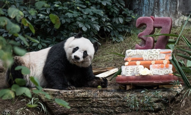 Jia Jia, la panda en cautividad más vieja con 37 años