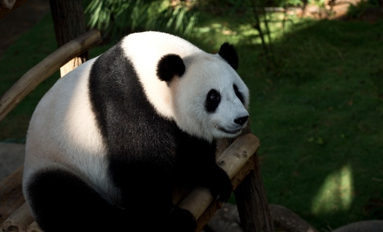 Ecografía prometedora de la hembra panda del zoo de Washington