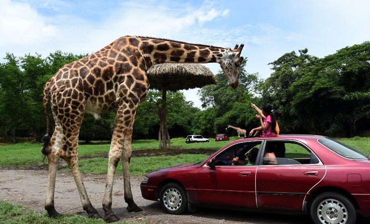 Autosafari Chapin, agosto 16, 2015. Guanagazapa, a 87 km de la ciudad de Guatemala. AFP PHOTO Johan ORDONEZ