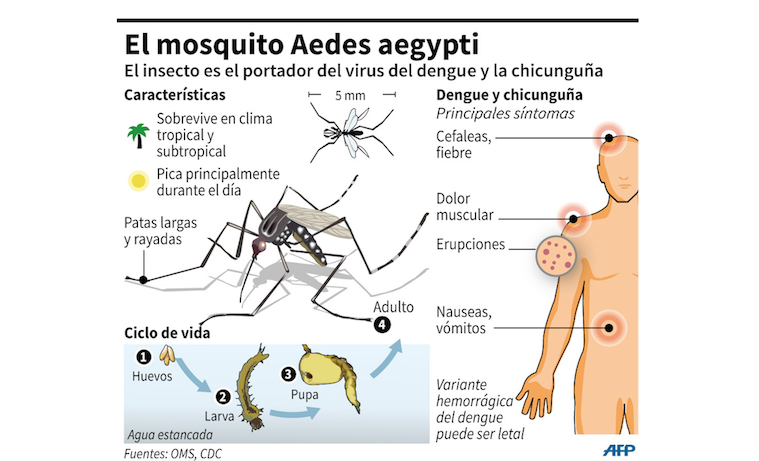 OMS recomiendan vacuna de Sanofi contra el dengue