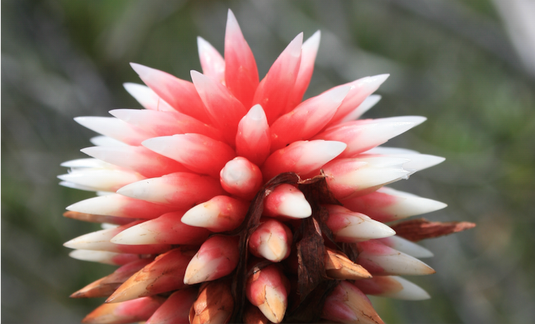 Ciencia y academia juntas en VIII Congreso Colombiano de Botánica