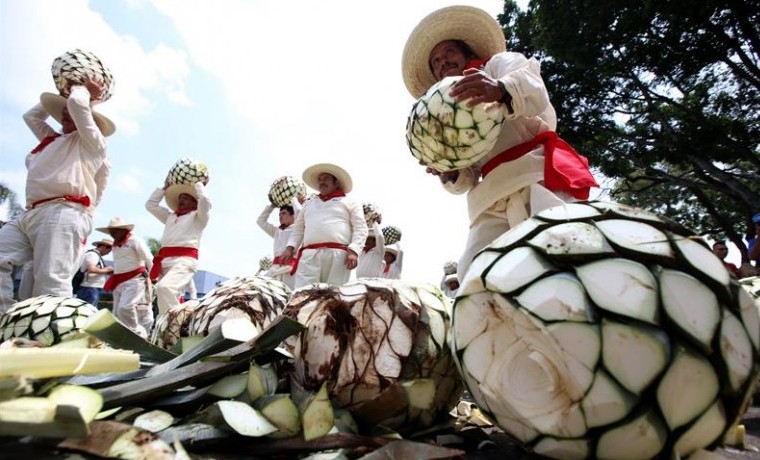 IMPONEN RÉCORD GUINNESS DE MAYOR CONCENTRACIÓN DE JIMADORES DE TEQUILA