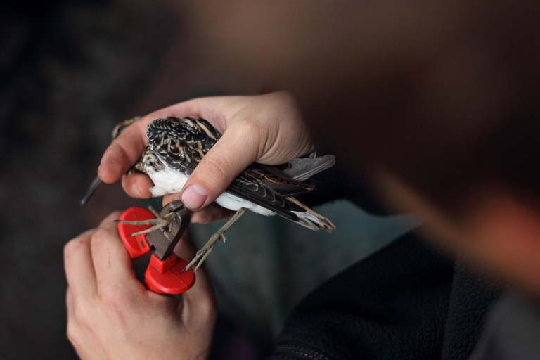 Efectos del cambio climático, hasta en las alas de las aves, según científico polaco
