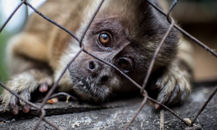 Nicolás, un mono recuperado del alcohol y símbolo del tráfico animal en Chile