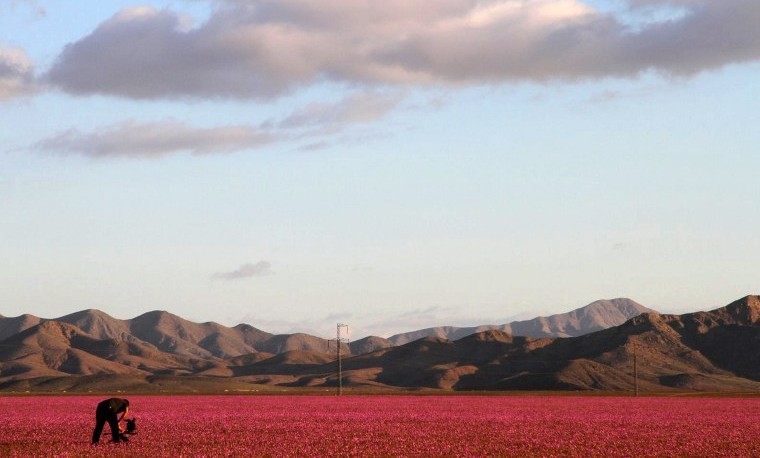 El árido desierto de Atacama se cubre de flores gracias a El Niño