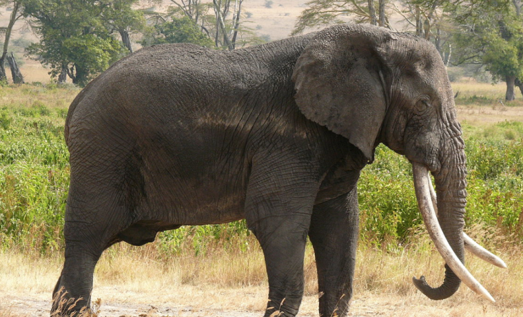Cazadores furtivos mataron 57 elefantes, este año, de los 350 que quedan en Mali