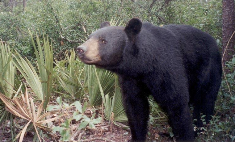 Mueren unos 300 osos en Florida tras polémica temporada de caza
