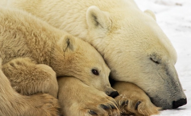 Hacia 2050 habrá un 30% menos de osos polares