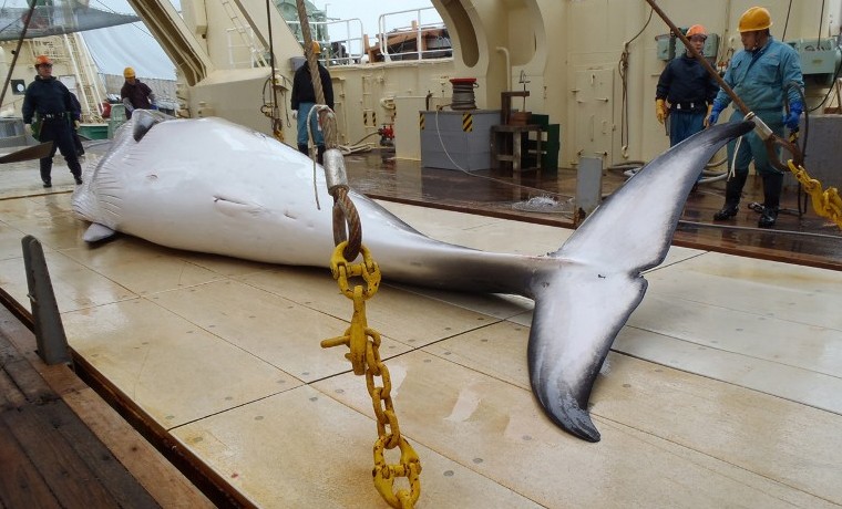 Caza de ballenas: Japón manda el martes “barcos científicos” a la Antártida