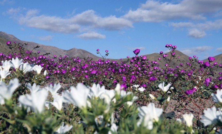 Archivo. Desierto de Atacama, a unos 600 kms de Santiago. Noviembre 27, 2015.  AFP PHOTO / CARLOS AGUILAR
