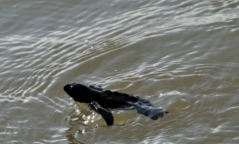 Calentamiento amenaza con “freír” nidos de tortuga en Panamá