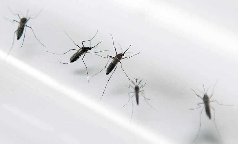 Archivo, septiembre 2, 2010 muestra al mosquito Aedes aegypti. AFP PHOTO/PATRICE COPPEE / 