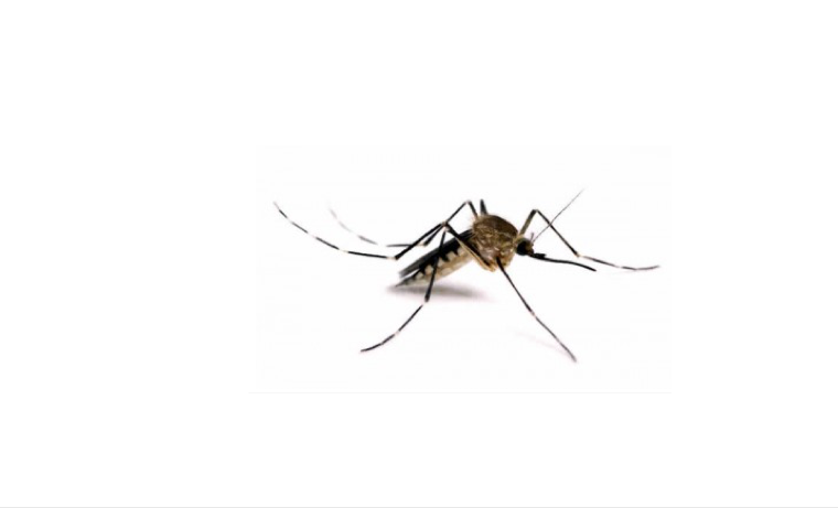 ABECÉ sobre el virus de Zika