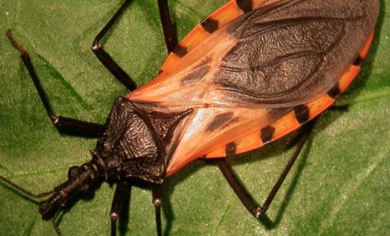 Entre 6 y 7 millones de personas padecen la enfermedad de Chagas
