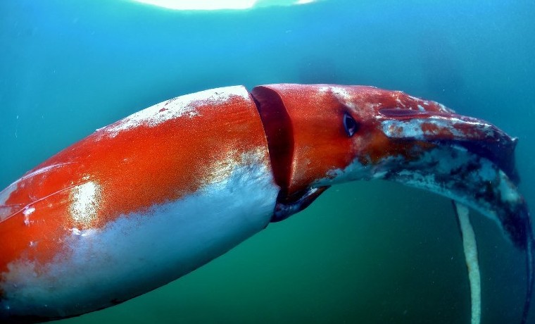Calamar gigante causa sensación en un puerto de Japón