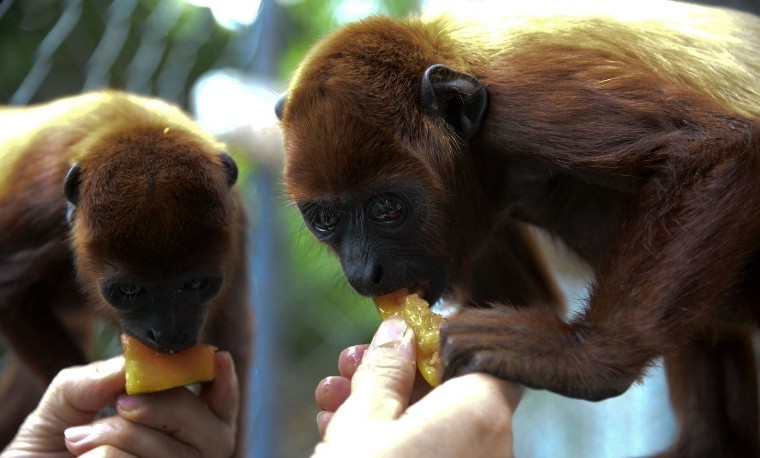 Monos aulladores rojos retornan a su hábitat en Colombia