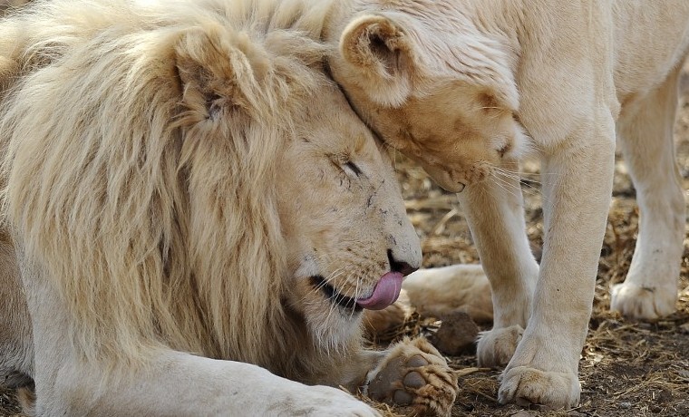 Estados Unidos clasifica a leones africanos entre especies en “peligro de extinción”