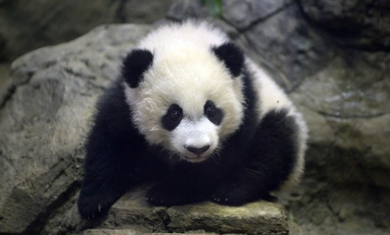 Bei Bei, el bebé panda gigante, se presenta en sociedad en Washington