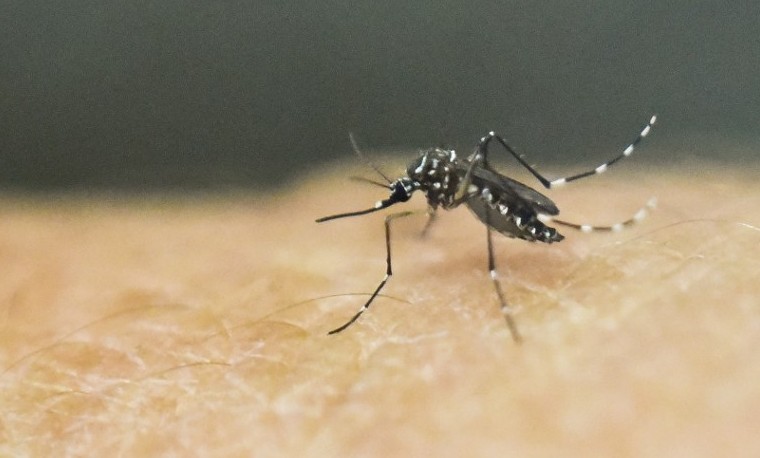 Hallan mosquito transmisor de zika en Chile por primera vez en seis décadas