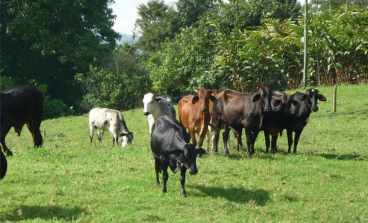 La ganadería y el medio ambiente
