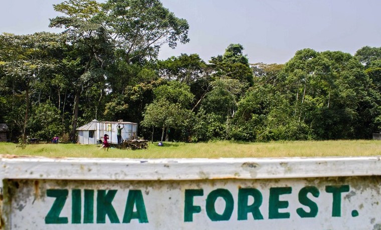La súbita notoriedad de la selva ugandesa donde se identificó el Zika
