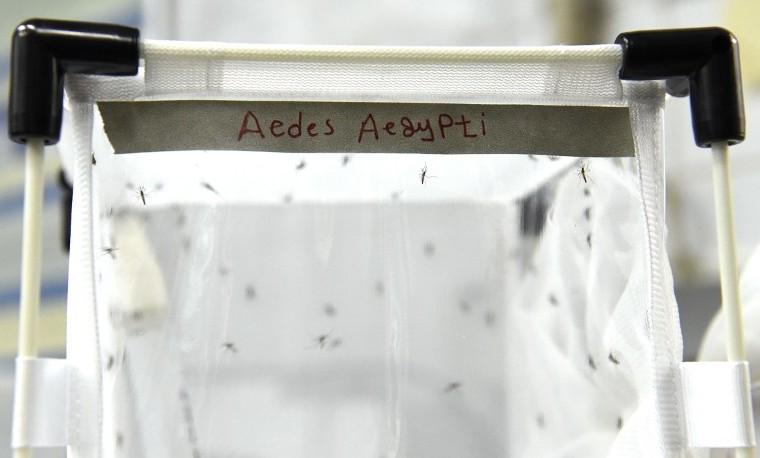 Científicos esterilizan con radiación a mosquitos machos para erradicar el zika