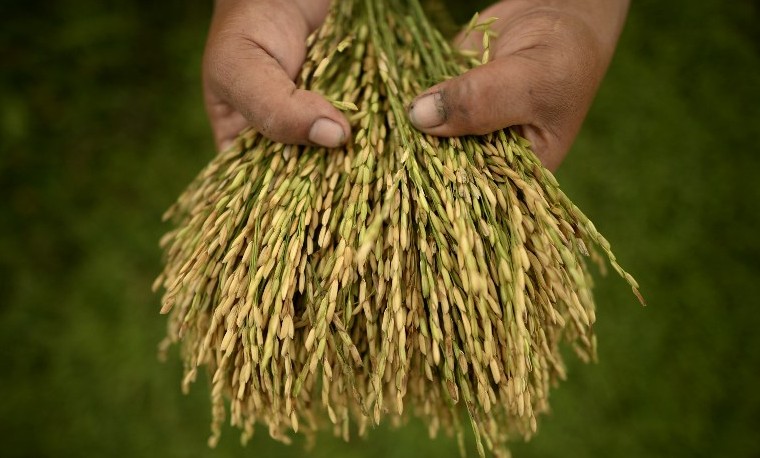 Investigación genética abre la puerta a una revolución en el cultivo de arroz