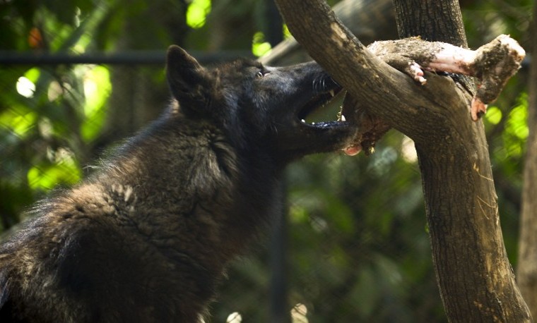 Lobo hallado en Colombia, lejos de su hábitat natural