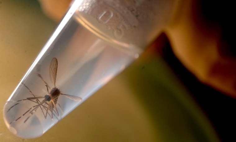 La primera vacuna contra el zika no estará lista antes de tres años, según expertos