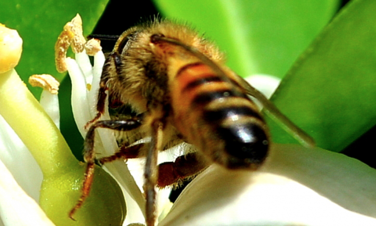 Una vacuna para las abejas contra el “apocalipsis de los insectos”