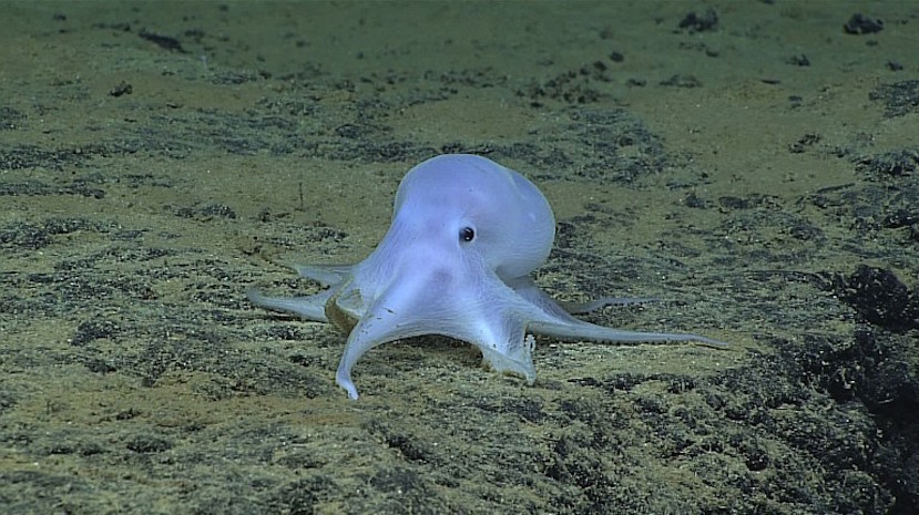 This image courtesy of the National Oceanic and Atmospheric Administration (NOAA), Office of Ocean Exploration and Research, Hohonu Moana 2016, shows small translucent octopus, nicknamed Casper for his resemblance to the famous cartoon ghost. The animal was observed during a mission conducted northeast of Necker Island, a small island in the Northwestern Hawaiian Islands, by the Okeanos Explorer ship, The octopus is characterized by a single row of suckers on each tentacle instead of two, and it is "particularly special because it does not have pigment cells, called chromatophores, typical of cephalopods, and does not seem very muscular," according to NOAA. / AFP / NOAA / HO / RESTRICTED TO EDITORIAL USE - MANDATORY CREDIT "AFP PHOTO / Image Courtesy of the National Oceanic and Atmospheric Administration (NOAA), Office of Ocean Exploration and Research, Hohonu Moana 2016" - NO MARKETING NO ADVERTISING CAMPAIGNS - DISTRIBUTED AS A SERVICE TO CLIENTS /