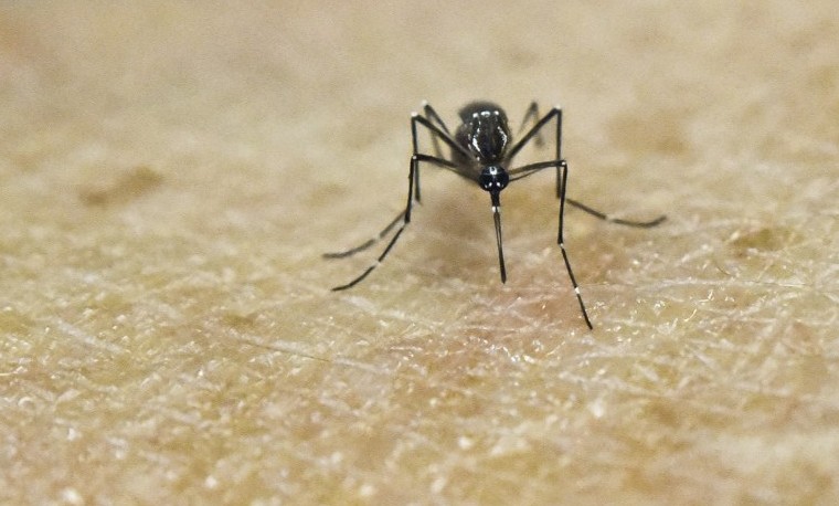 El mosquito Aedes Aegypti mosquito, CIDEIM, Cali, Colombia. AFP / LUIS ROBAYO