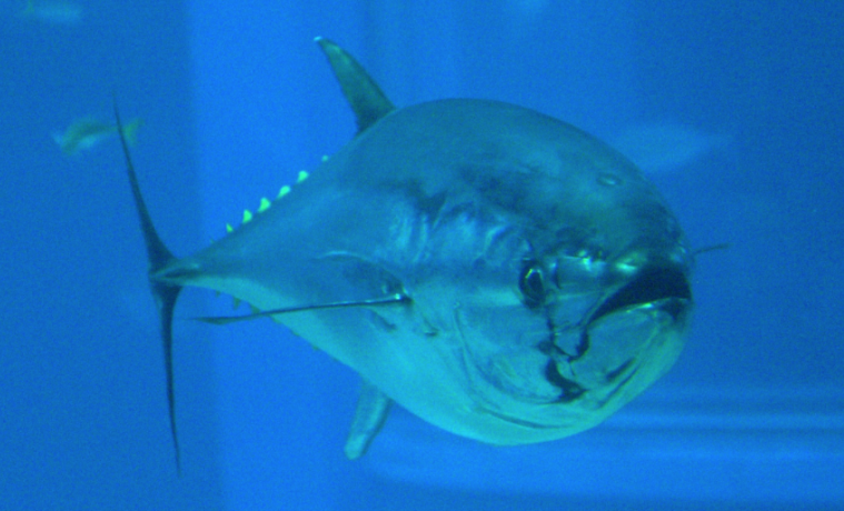 Hallan nueva zona de cría de atunes rojos en el Atlántico