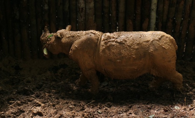 Muere un raro rinoceronte en vías de extinción descubierto en Indonesia