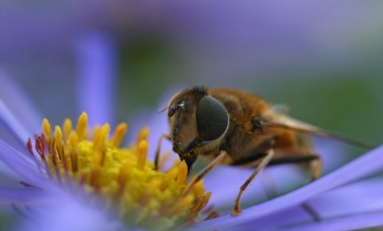 Un millón de firmas contra los pesticidas “asesinos de abejas” de Bayer
