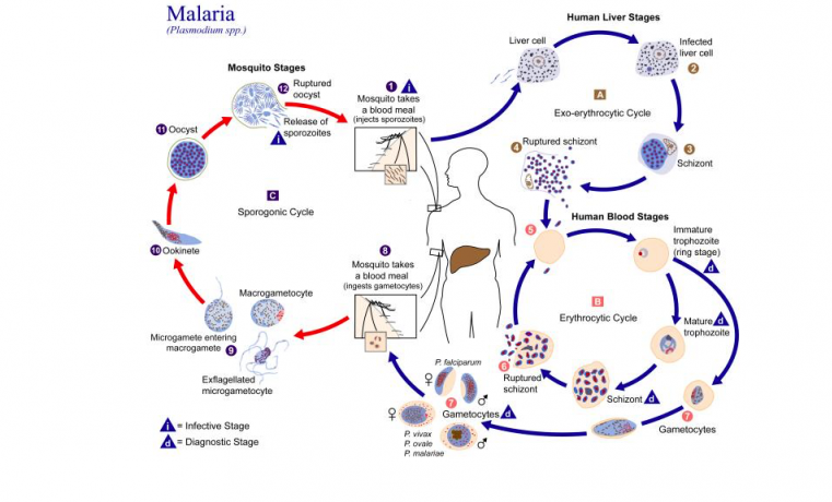 Rayos UV y vitamina B pueden reducir riesgo de transmisión de paludismo por transfusión sanguínea