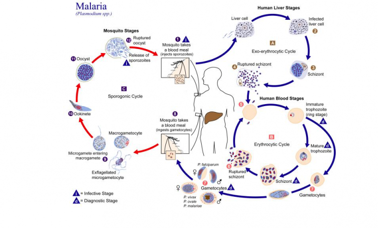 Paludismo Plasmodium