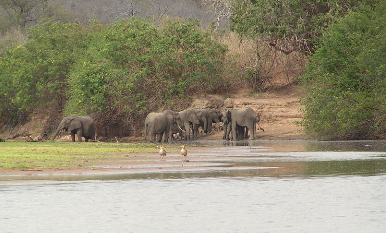 Elefantes en la Reserva de caza Selous. Por: Panii, 2005. Wikimedia Commons. CC BY-SA 3.0