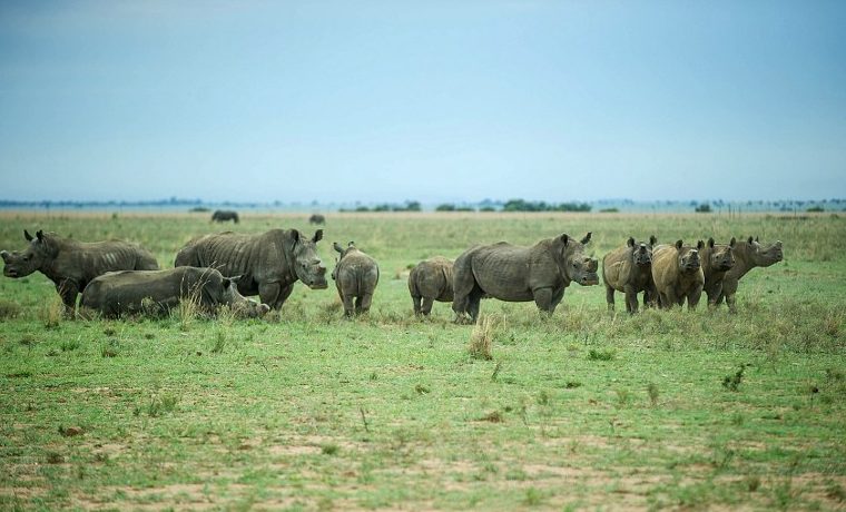 La emigración, la última opción para la supervivencia de los rinocerontes