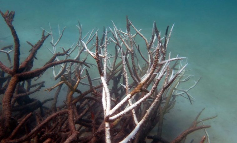 Muere el 35% de la Gran Barrera de Coral australiana
